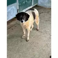 Foto dell\'animale Comune di Messina -  Dipartimento ambiente e sanità - Servizio Randagismo Messina - 380260010144149