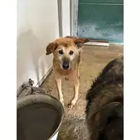 Foto dell\'animale Comune di Messina -  Dipartimento ambiente e sanità - Servizio Randagismo Messina - 380260010096424