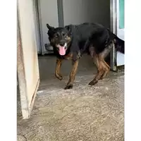 Foto dell\'animale Comune di Messina -  Dipartimento ambiente e sanità - Servizio Randagismo Messina - 380260010096552