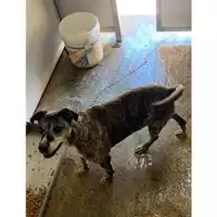 Foto dell\'animale Comune di Messina -  Dipartimento ambiente e sanità - Servizio Randagismo Messina - 380260040962606