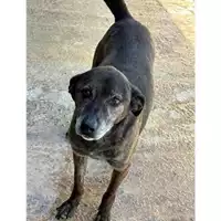 Foto dell\'animale Comune di Messina -  Dipartimento ambiente e sanità - Servizio Randagismo Messina - 380260002664790