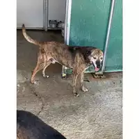 Foto dell\'animale Comune di Messina -  Dipartimento ambiente e sanità - Servizio Randagismo Messina - 380260002664792