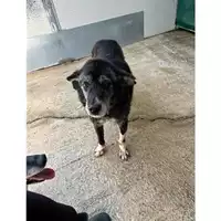 Foto dell\'animale Comune di Messina -  Dipartimento ambiente e sanità - Servizio Randagismo Messina - 380260002666907