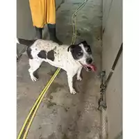 Foto dell\'animale Comune di Messina -  Dipartimento ambiente e sanità - Servizio Randagismo Messina - 380260020195914
